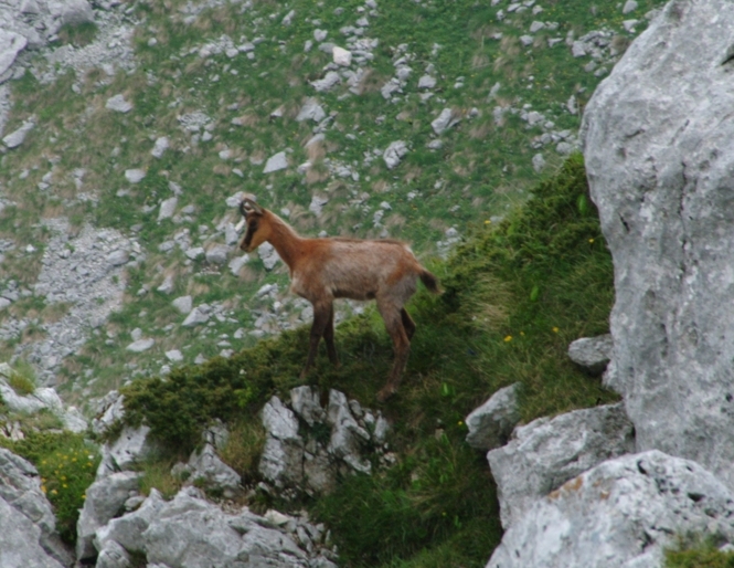 Camoscio d''Abruzzo Rupicapra pyrenaica ornata